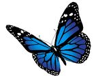 Blue butterfly at end of welcome paragraph
